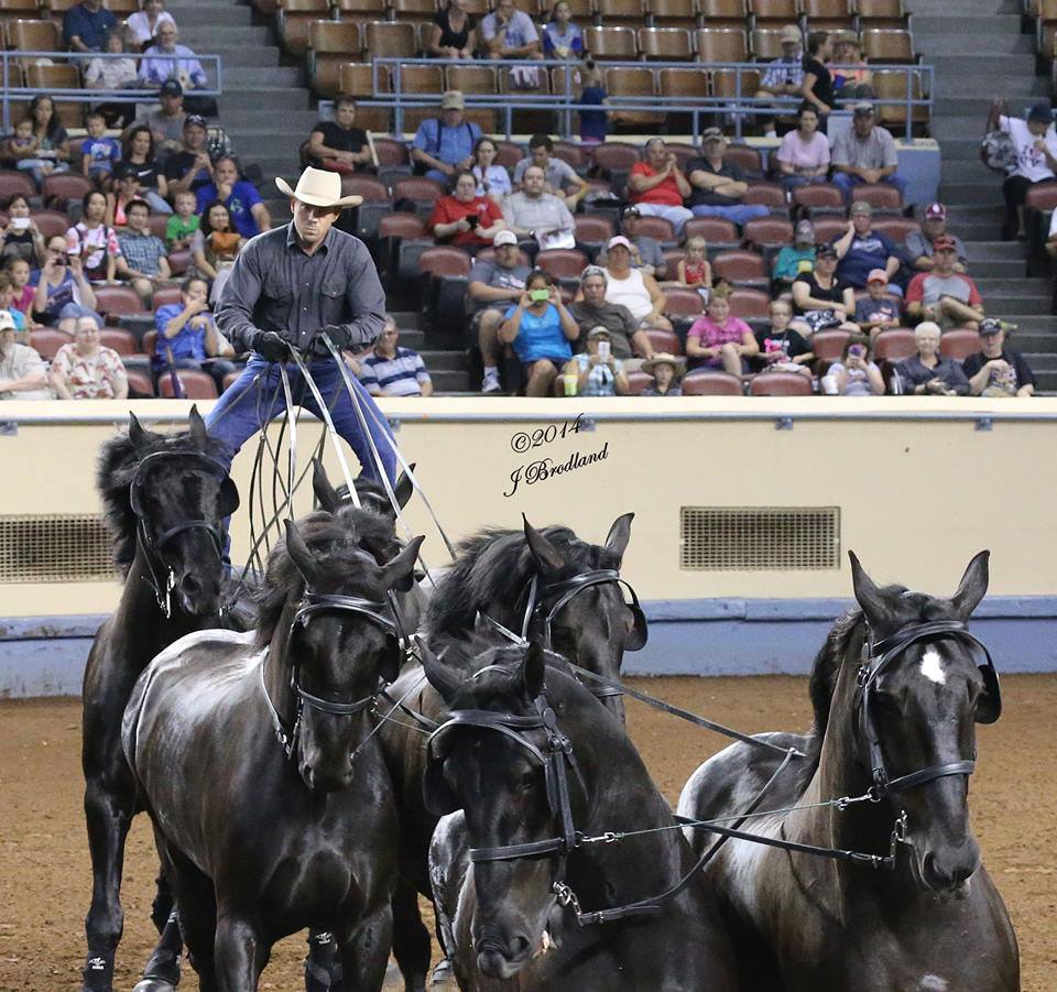 Percheron Thunder Driven By Jason Goodman